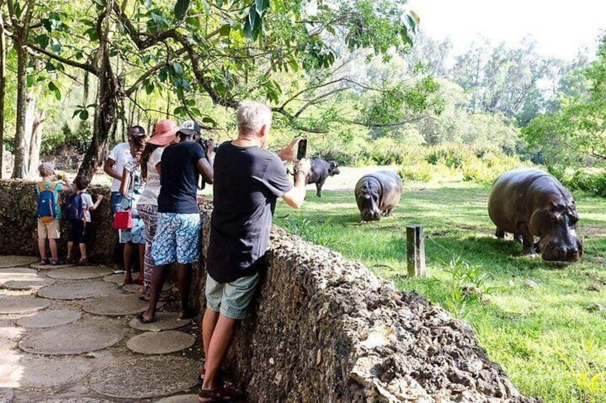 A group of people observing hippos in a natural setting. 4