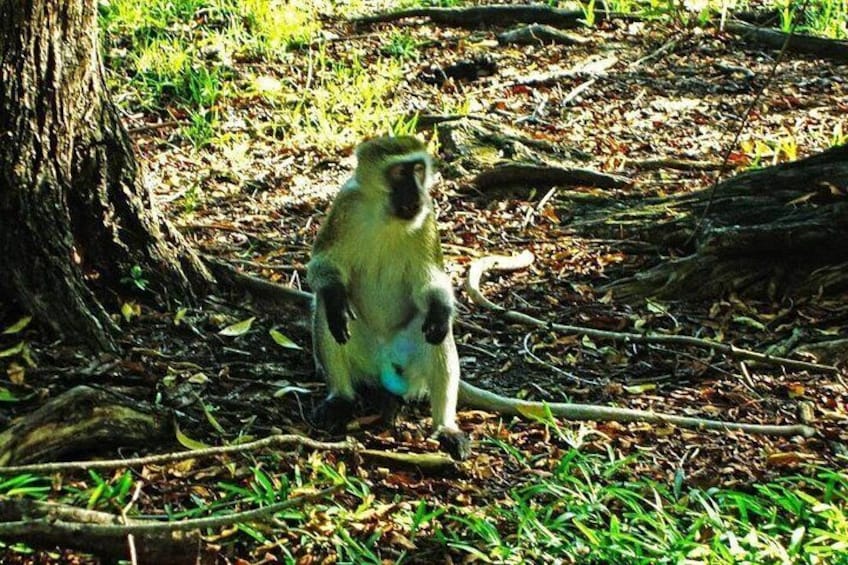A monkey sitting on the ground near a tree. 2