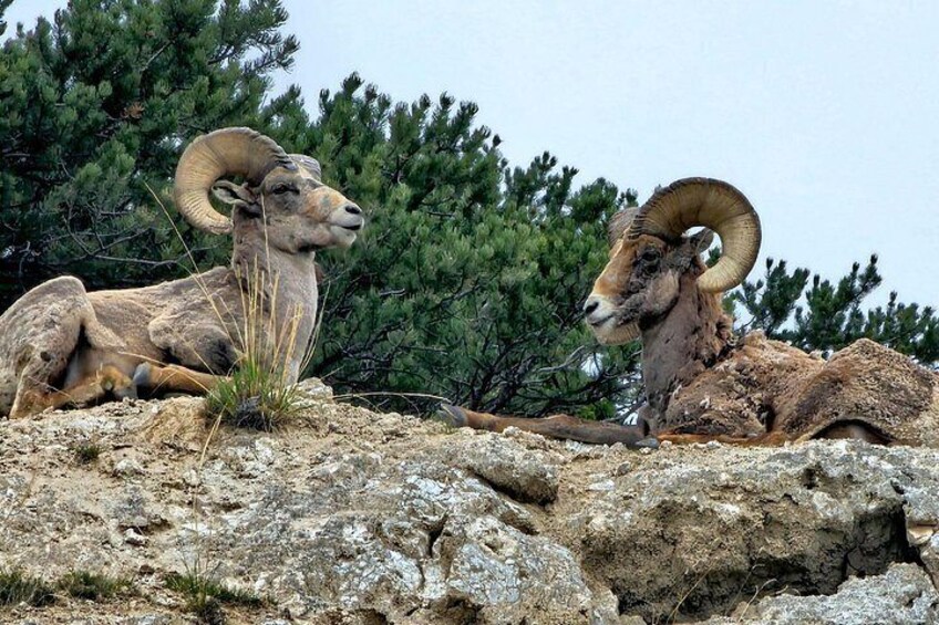Two bighorn sheep resting on rocky terrain with pine trees in the background. 3