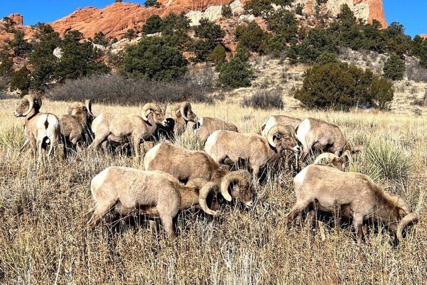 A herd of bighorn sheep grazing in a dry grassland with red rock formations in the background. 5