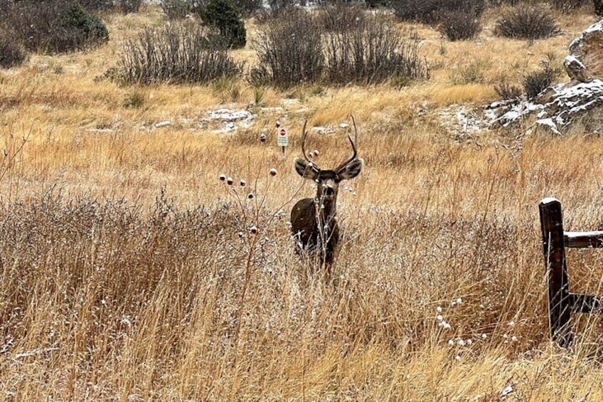 A deer in a dry grass field with a wooden fence in the foreground. 2