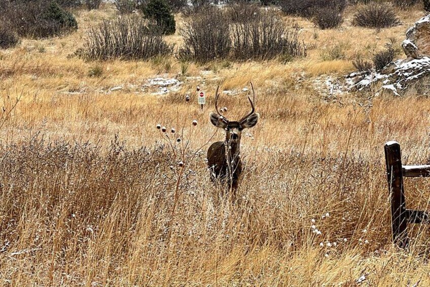 Un cerf dans une prairie aride, où la végétation est clairsemée, avec une clôture en bois. 5