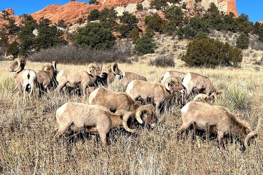 A herd of bighorn sheep grazing in a field with red rock formations in the background. 3