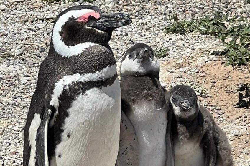 Penguins 3