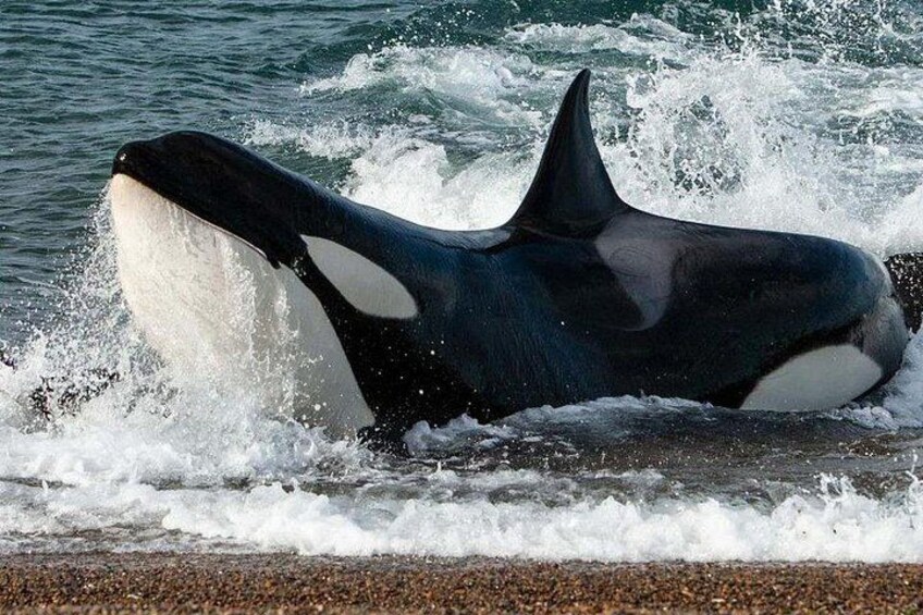 Orcas in Peninsuloa Valdes 1