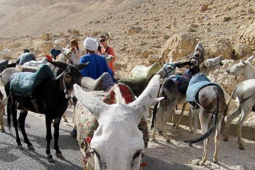 Private Camel, Horse or Donkey Ride in Luxor 3
