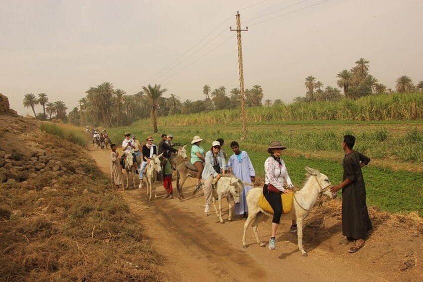 Private Camel, Horse or Donkey Ride in Luxor 4