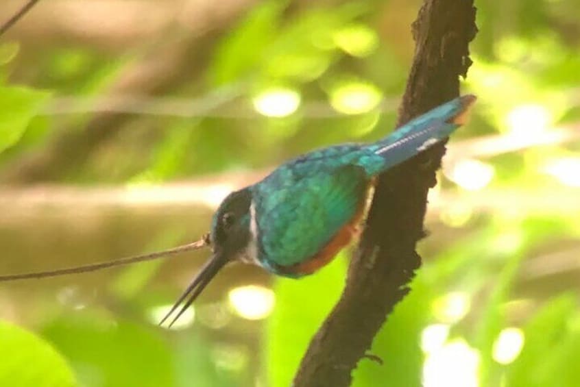A bird perched on a branch. 2