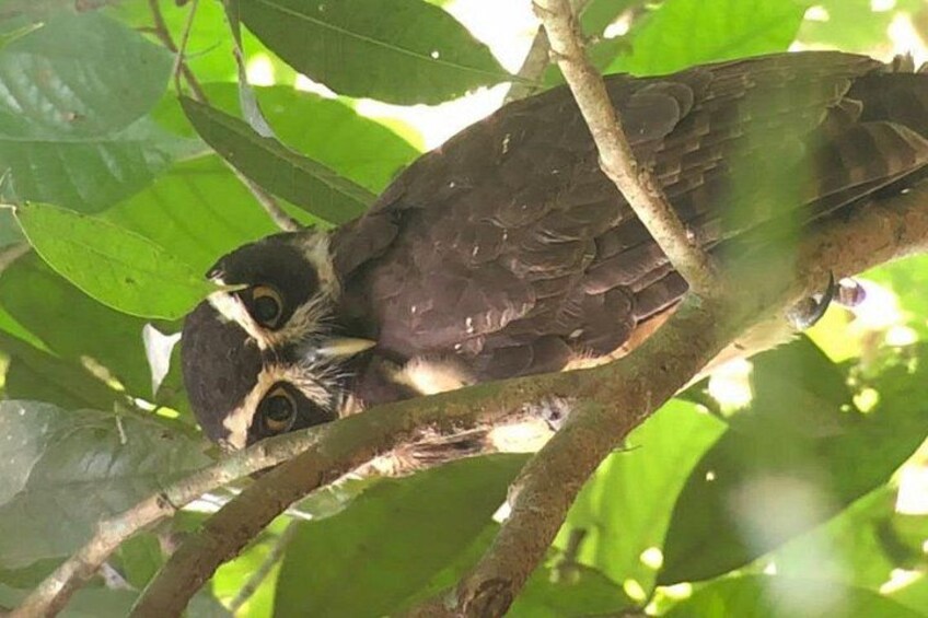 A bird perched on a branch with green leaves in the background. 3