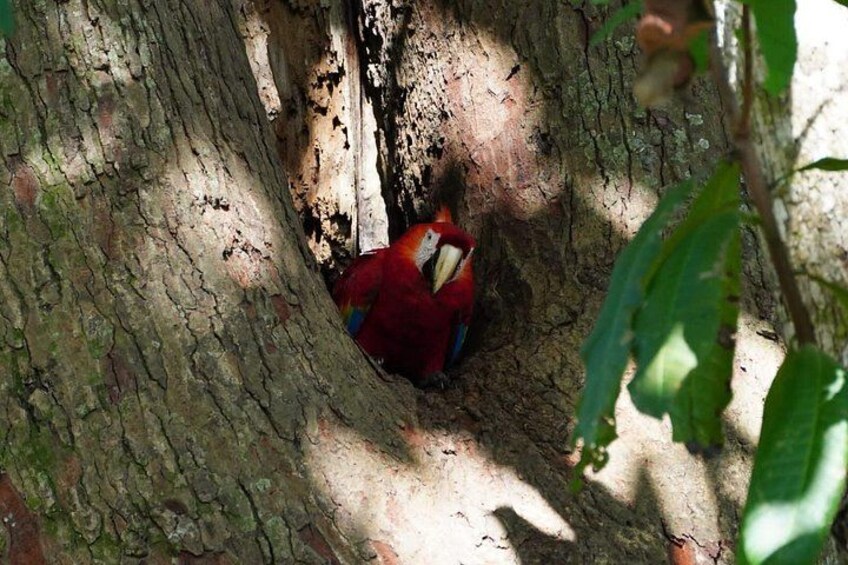 A red bird in a tree hollow. 1