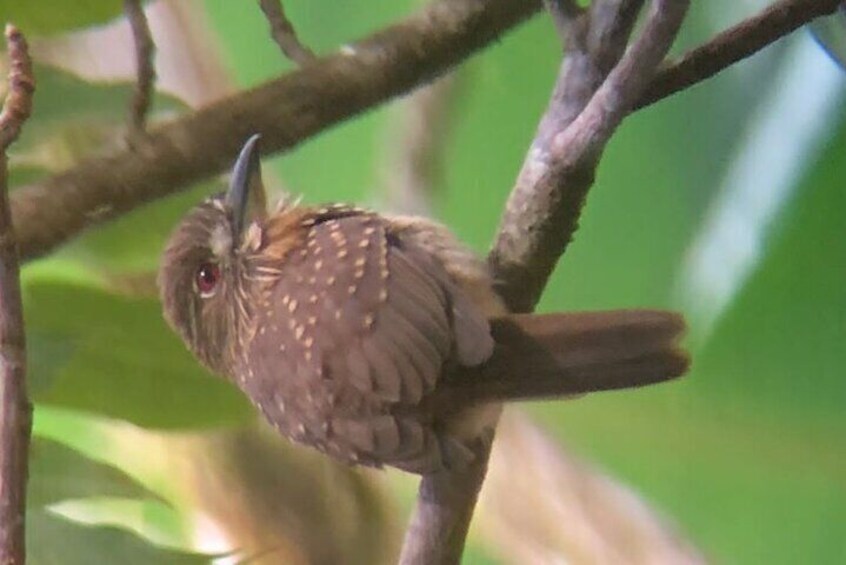 A bird perched on a branch. 4