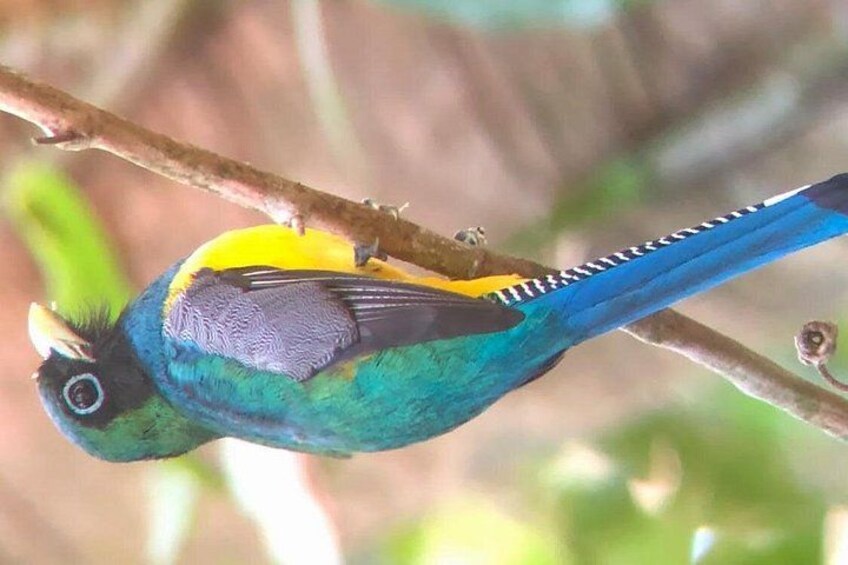 A colorful bird perched on a branch. 5
