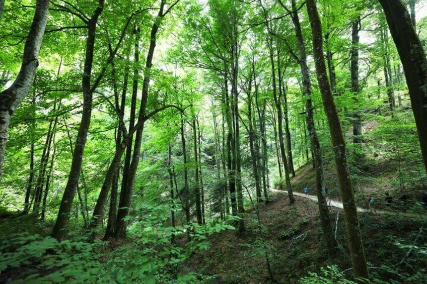 From Zadar: Plitvice Lakes Guided Day Tour with Tickets 3
