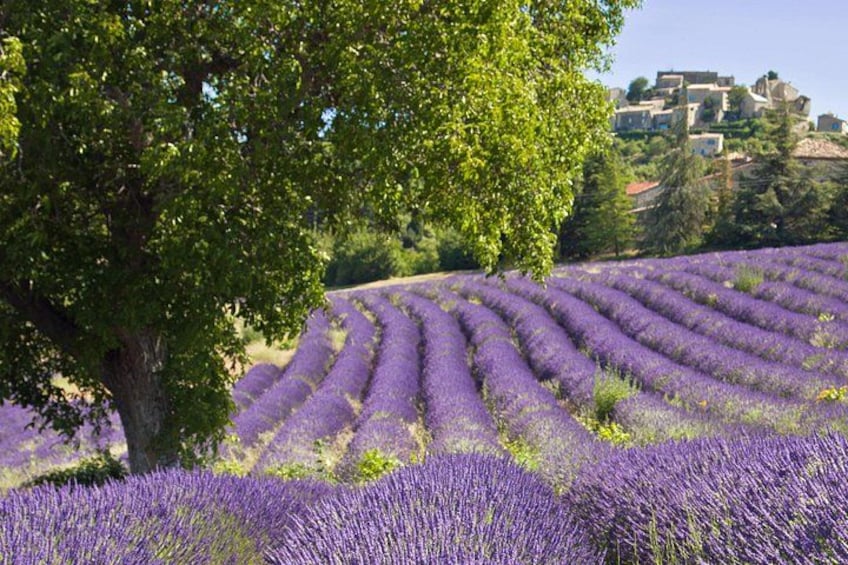Un campo de lavanda con hileras de plantas de lavanda. 4