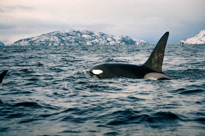 Una orca en el océano con una isla nevada al fondo. 1
