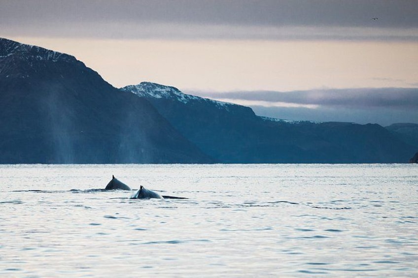 Mar tranquila con dos ballenas emergiendo cerca de una costa montañosa. 4