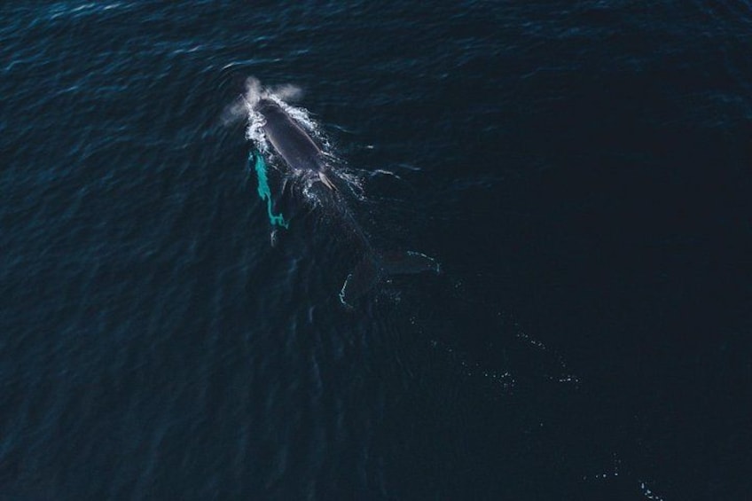 Una ballena grande nadando en el océano. 3