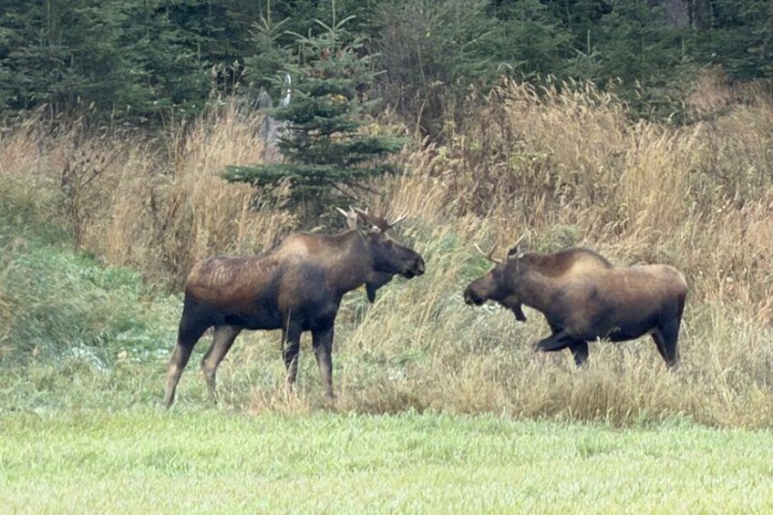 Two moose in a grassy field with trees in the background. 3
