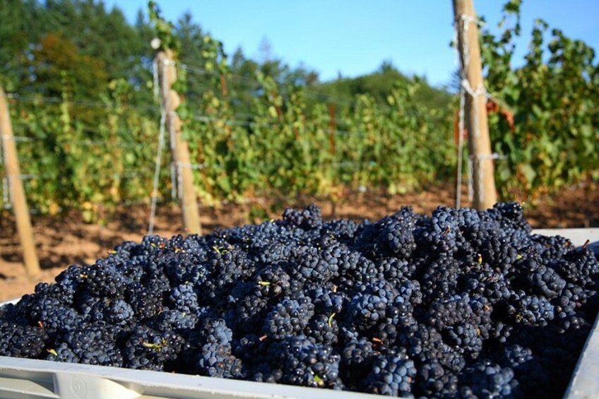 Viñedo con hileras de parras y un montón de uvas oscuras. 2