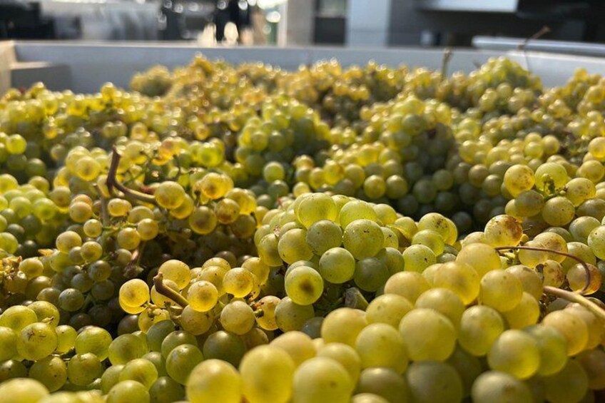 Clusters of green grapes in a vineyard. 2
