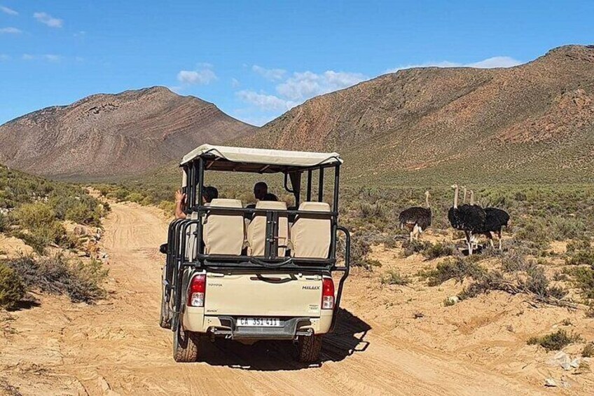 Full-Day Private Tour Aquila Game Reserve Big Five Safari 