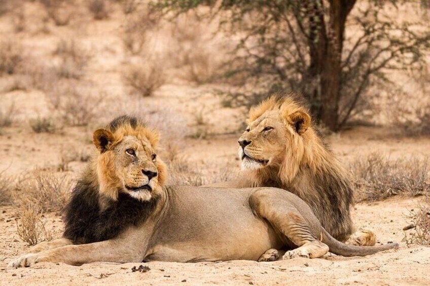 Full-Day Private Tour Aquila Game Reserve Big Five Safari 