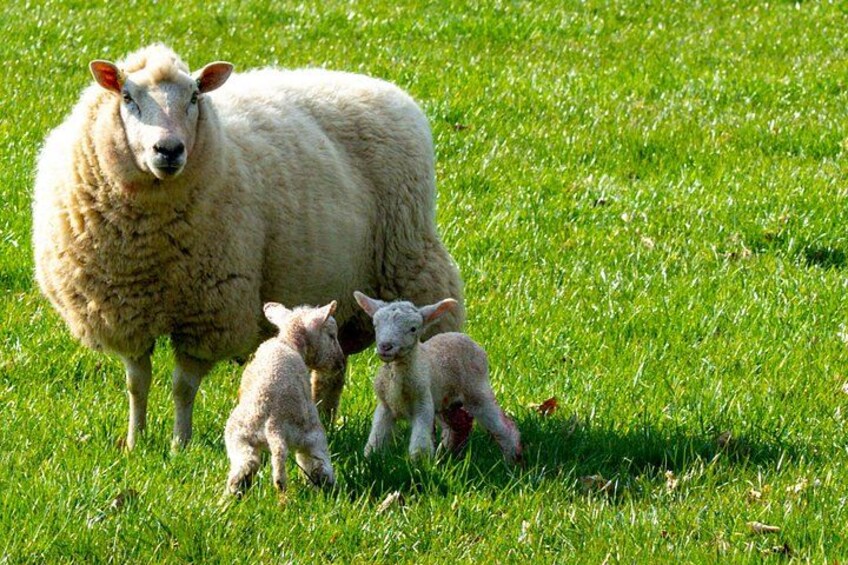 Welsh lambs 2