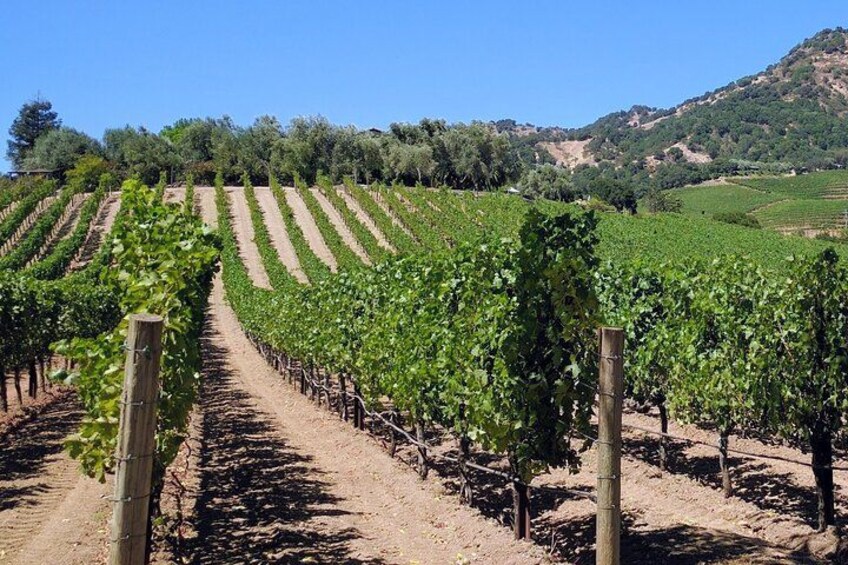 Shaffer winery, Napa valley 4
