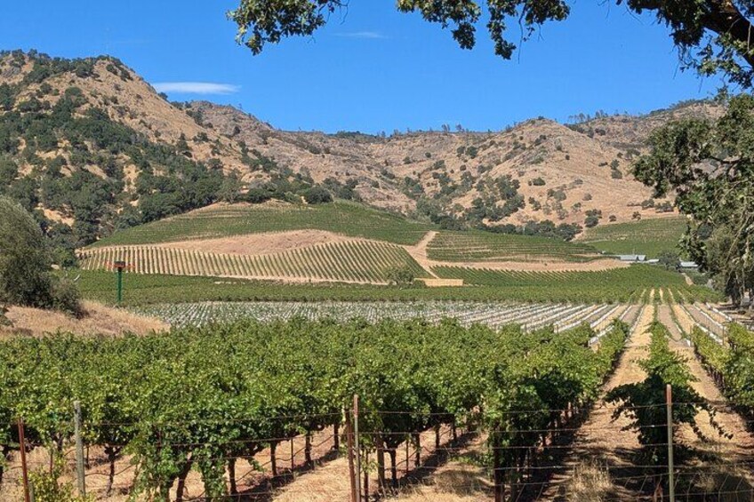 Summer in Napa 1