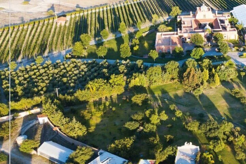 An aerial view of a vineyard with rows of grapevines, a large building, and scattered trees. 3