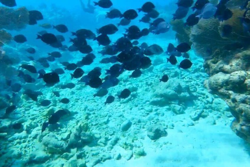An underwater scene with a school of fish swimming near a rocky seabed. 3