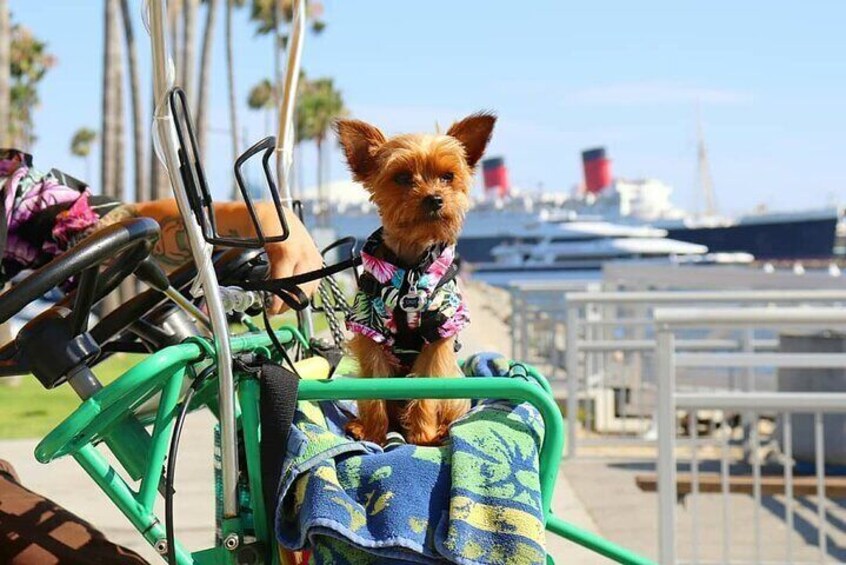 A small dog sitting on a green bicycle with a blue towel. 3