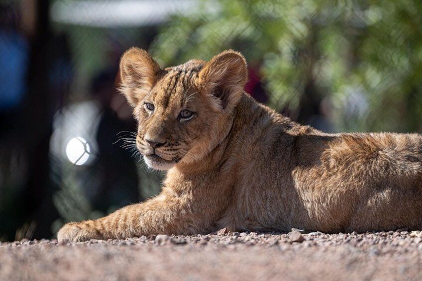Phoenix Zoo Admission Ticket 3
