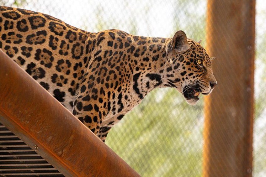 Phoenix Zoo Admission Ticket 2