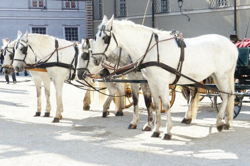 A group of white horses harnessed to a carriage, standing on a paved surface. 2
