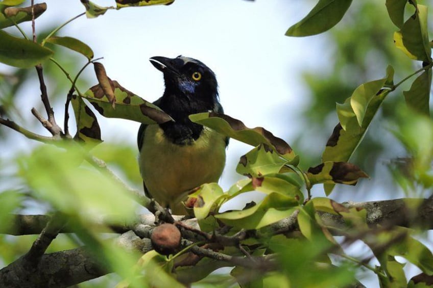 A bird perched on a branch surrounded by green leaves. 3