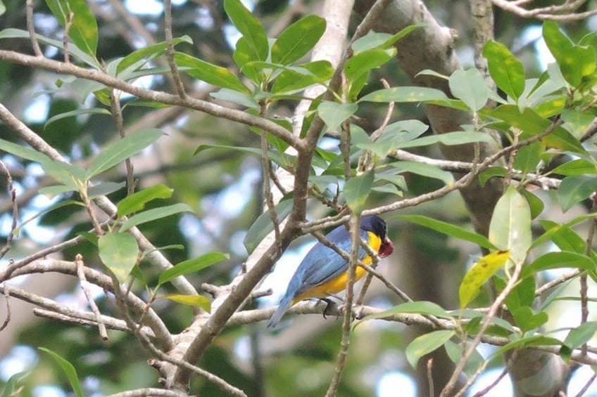 A bird perched on a tree branch with green leaves. 4