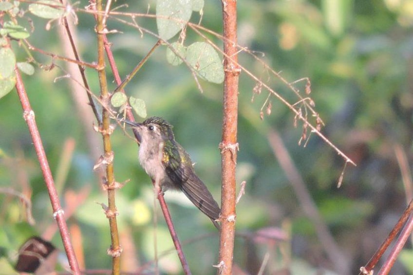 A hummingbird perched on a branch, surrounded by green foliage. 5