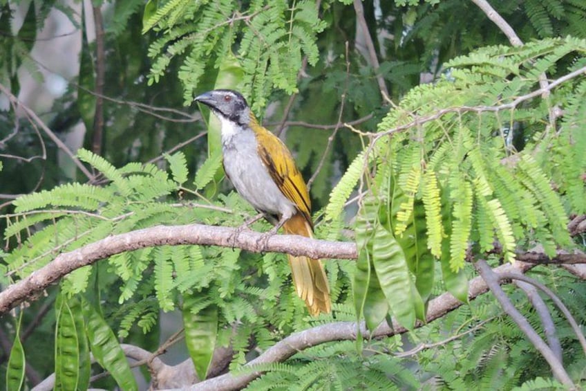 A bird perched on a branch amidst green foliage. 2