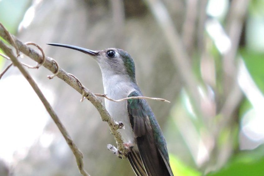 A hummingbird perched on a branch. 1