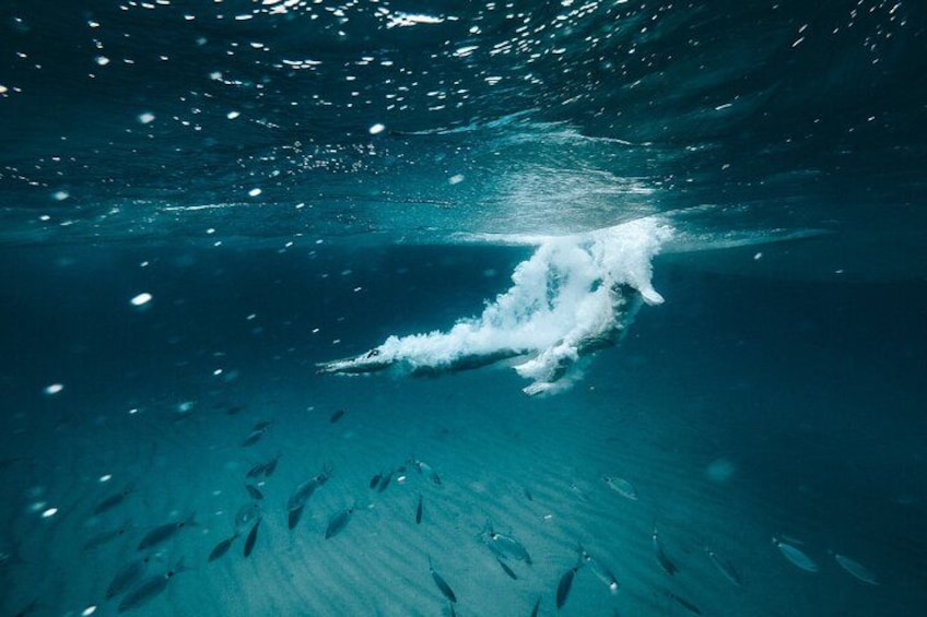 An underwater scene with a large wave and fish swimming below. 2