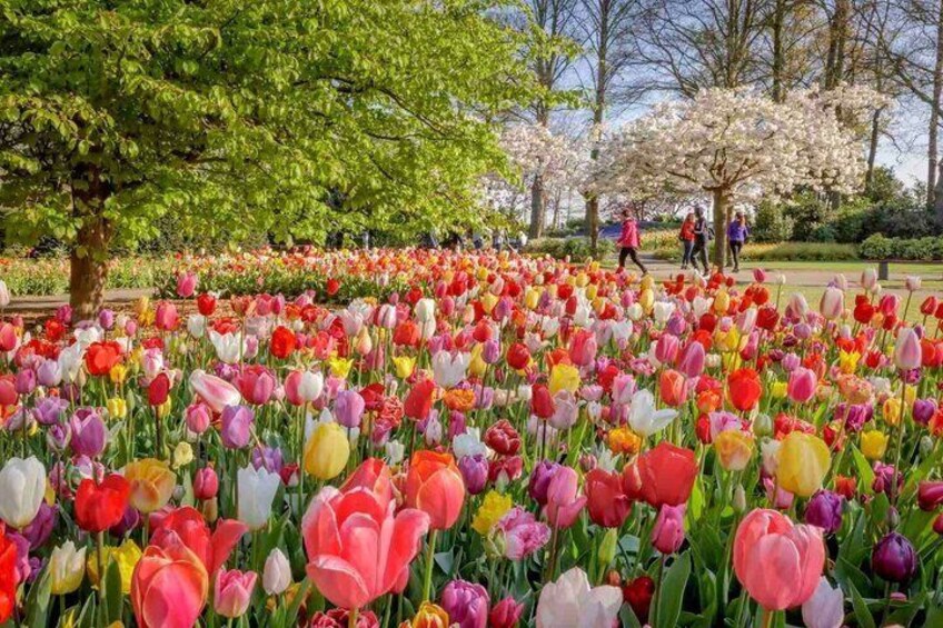 Et tulipanfelt med træer og mennesker i baggrunden. 2