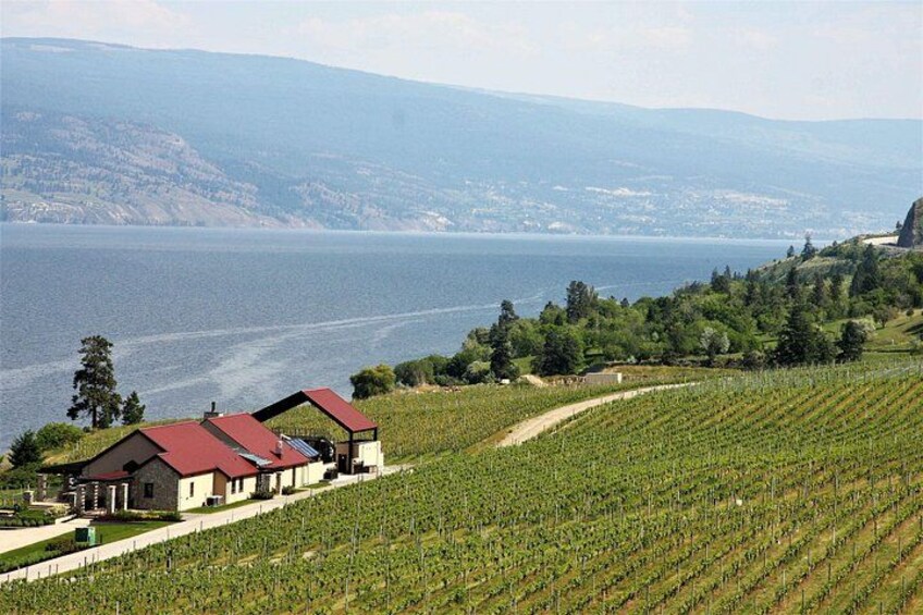 A vineyard with rows of grapevines, a building with a red roof, and a body of water in the background. 3