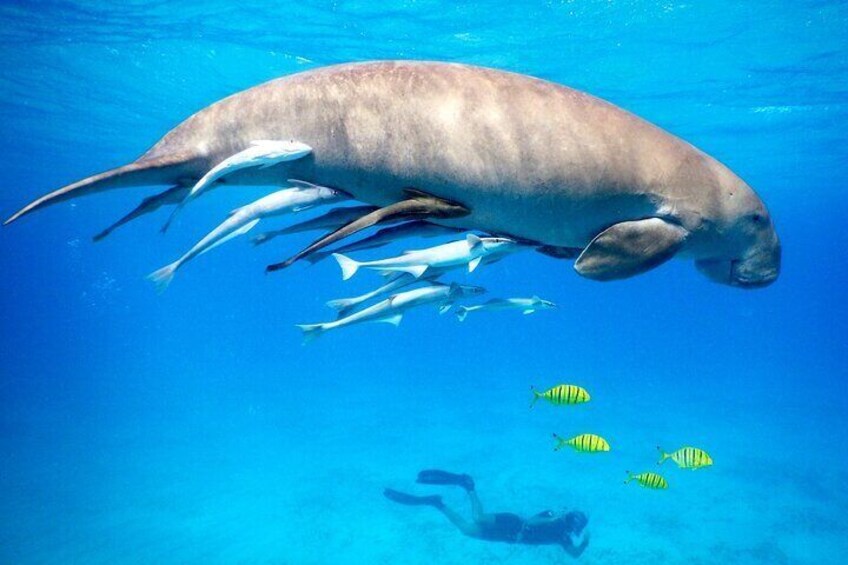 Magical snorkeling trip to Marsa Mubarak With Transfer and Lunch - Marsa Alam 1