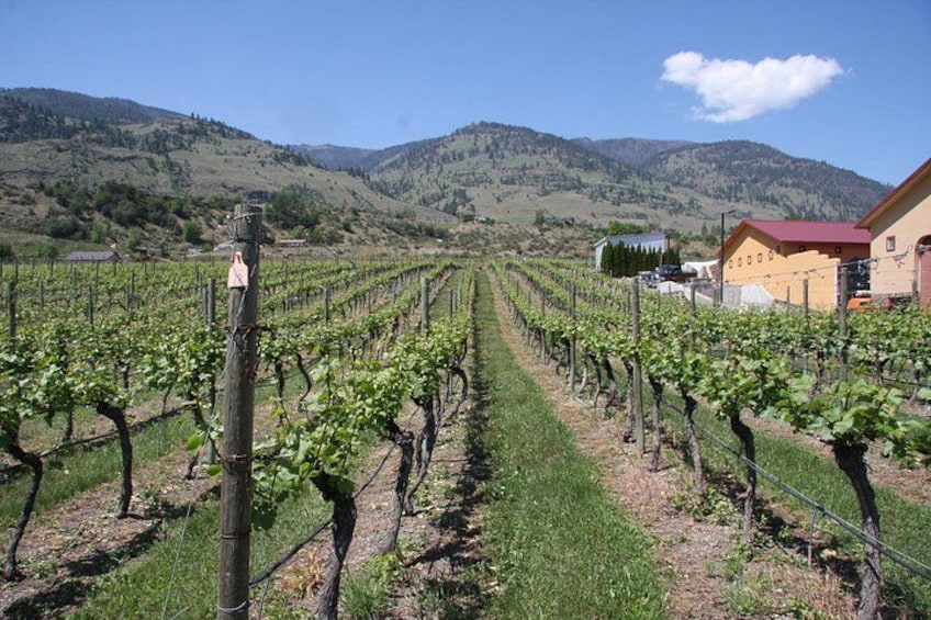 Oliver & Osoyoos Private Wine Tour - Half Day 5