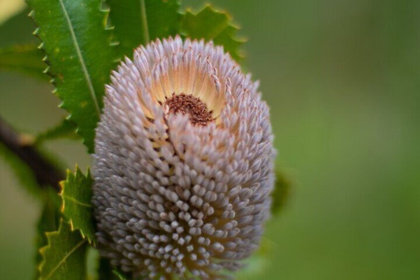 Een close-up van een zaaddoos met puntige randen, omringd door groene bladeren. 1