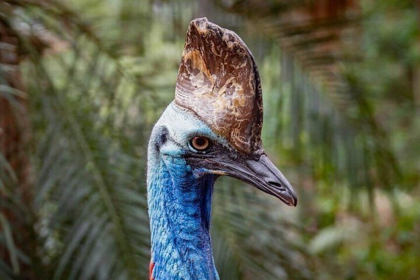 A bird with a blue neck and a brown head. 2