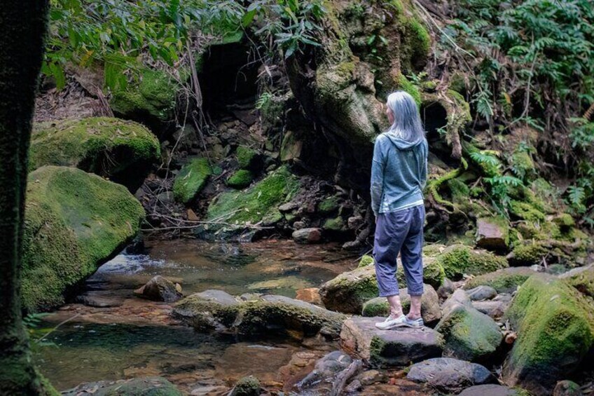 Enjoy a leisurely hike through a lush rainforest 2