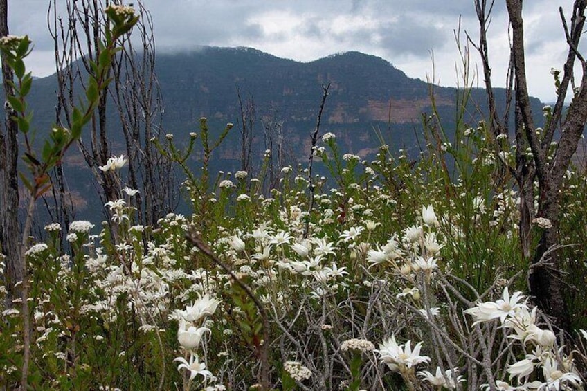 A mountainous landscape with white flowers in the foreground and a cloudy sky in the background. 3