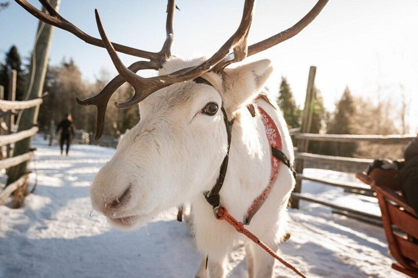 Half-Day Experience in Local reindeer farm in Lapland 2